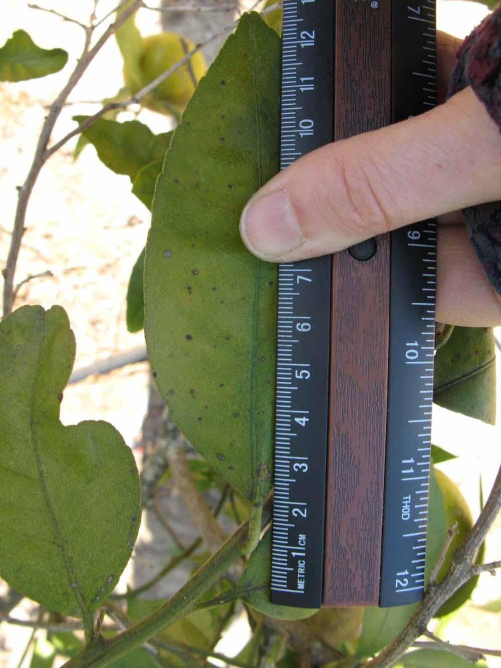              Unifoliolate leaf (Winter Haven, FL)       